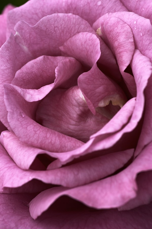 Mauve Rose by Joy Watson